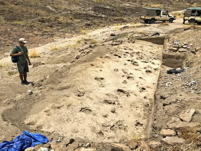 Kenya'daki Turkana Gölü kıyısında keşfedilen 1,4 milyon yıllık Paranthropus boisei ayak izleri.