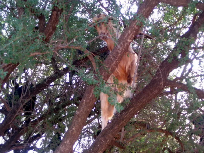 Argan ağacına tırmanan keçiler Fas'ta
